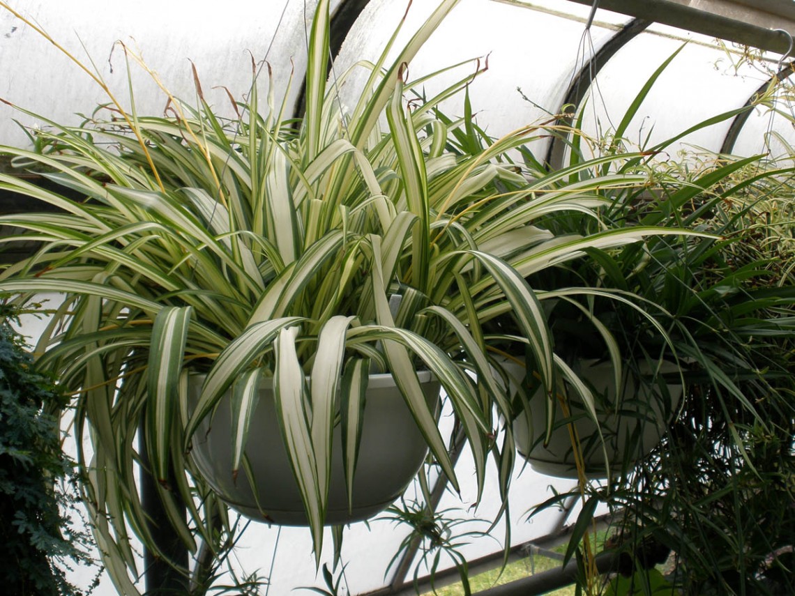 découvrez nos conseils essentiels pour l'entretien de vos plantes d'intérieur. apprenez à les nourrir, les arroser et les exposer correctement pour assurer leur croissance et leur épanouissement au sein de votre foyer.