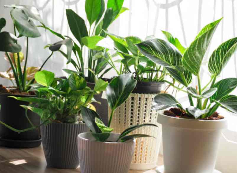 découvrez nos conseils pratiques pour l'entretien des plantes d'intérieur, afin d'assurer leur santé et leur croissance. apprenez à arroser, fertiliser et préserver vos plantes tout au long de l'année.