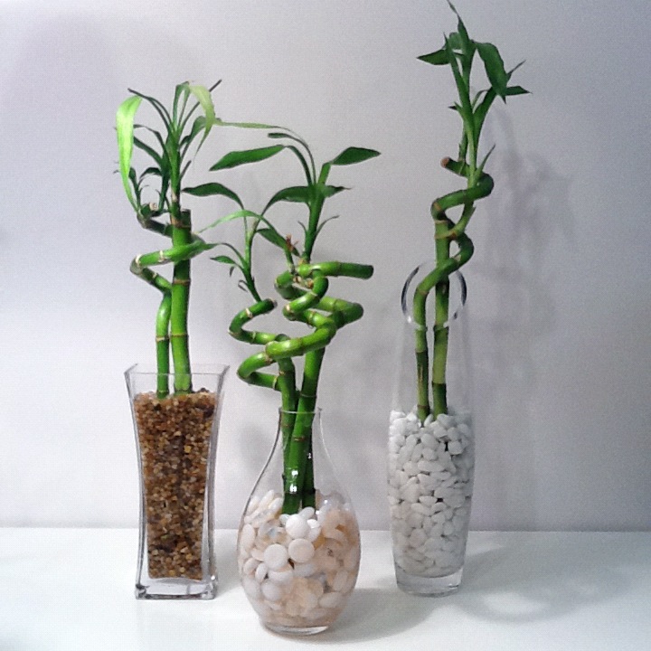 découvrez des astuces et conseils pratiques pour entretenir vos plantes d'intérieur, assurer leur bien-être et embellir votre espace de vie.