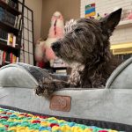 Aménager un coin chien chez soi : confort, hygiène et harmonie déco