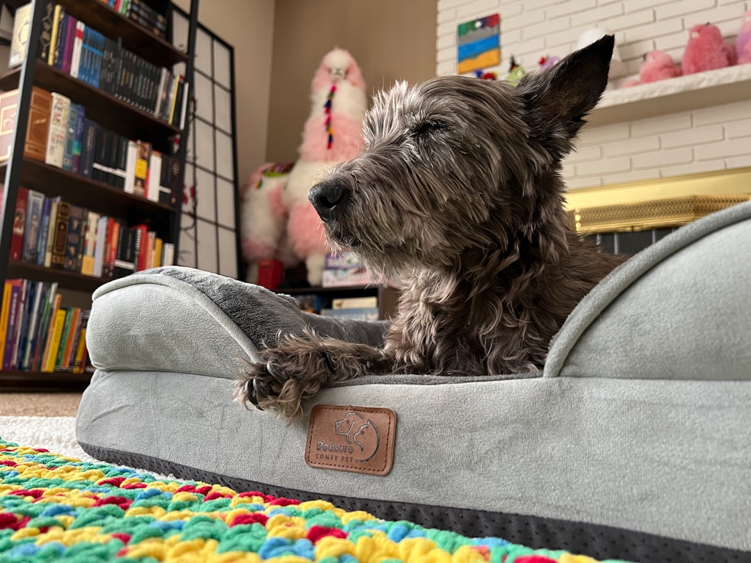 Aménager un coin chien chez soi : confort, hygiène et harmonie déco